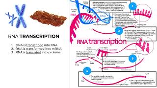Omics Logic Transcriptomics - Session 2 - Processing Transcriptomics Data (Preview)