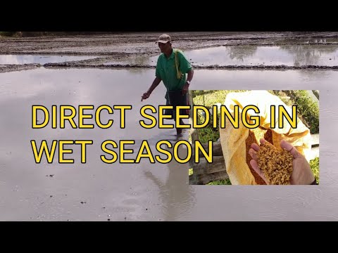 Rice Planting In Direct Seeding Youtube
