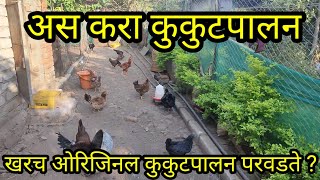 खरंच ओरिजिनल कुकुटपालन परवडते का?गावरान कुक्कुटपालन #dwit farm