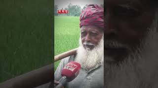 বর্ষা মৌসুমেও খরা, দুশ্চিন্তায় কৃষক! #nilphamari #farmers #paddy #somoytv #shorts #reels