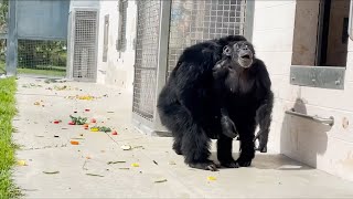 Chimpanzee caged for 28 years sees open sky for first time