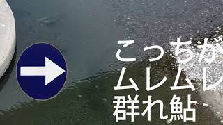 [つりよか] 初冬の仁淀川 真の「落ち鮎」前の川見に誘われて River seeing pre winter Ayu fishing in Niyodo bridge