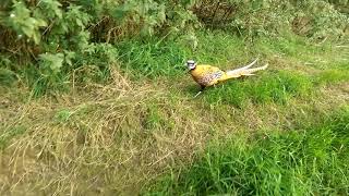 Killer Reeves Pheasant