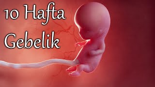 10 Haftalık Gebelikte Neler Oluyor 3 boyutlu