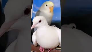 Parakeets and barbary doves.コザクラインコ🦜のキキとギンバトのポーちゃん🐦