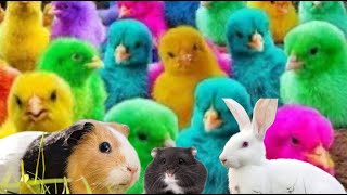 Tangkap ayam lucu , ayam warna warni, ayam rainbow kelinci, kura kura lucu, marmut lucu, Hamster