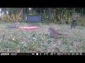 Some very windblown doves and jays bird birds