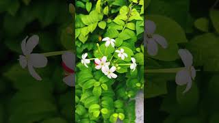 Rangoon criper flowers bloom in the garden #viral #videos