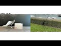 bird inspired drone that can walk hop leap and jump into flight nature 2024