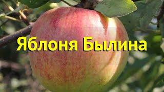 Яблоня. Краткий обзор, описание характеристик, где купить саженцы malus domestica Былина