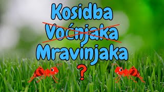 Kosidba (Vočnjaka) Mravinjaka😅