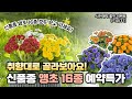 🚨앵초 사전예약 할인이벤트🚨 취향대로 골라보아요🏵️ 신품종 앵초 16종 모두 소개드립니다!