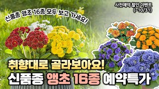 🚨앵초 사전예약 할인이벤트🚨 취향대로 골라보아요🏵️ 신품종 앵초 16종 모두 소개드립니다!