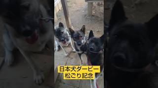 【甲斐犬】【四国犬】【紀州犬】達の熱きレーススタート！#犬のいる暮らし #犬のいる生活 #犬動画 #日本犬