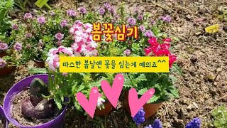 [전원일기 #64]    22년3월 마지막 일요일 봄꽃심기