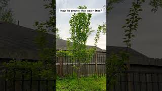 How to prune this pear tree? 🍐 #peartree #pruning #pruningpear 🍀