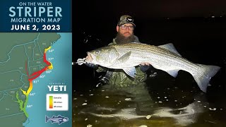 Striper Migration Report | June 2, 2023