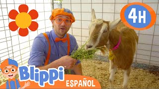¡Blippi va a una granja! | Blippi Español | s educativos para niños | Aprende y