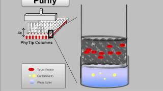 The PhyNexus Tip Concentrating Effect