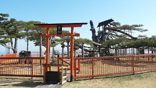 近江八景・唐崎の松老いる　後継樹やクローン育成