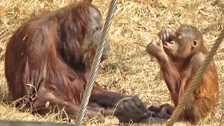 腕白ロキにされるがままのジュリーさん・オランウータン