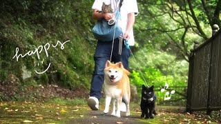 ご機嫌散歩♪のはずが、最後にダメ出しをする猫　Black cat is so happy to take a walk