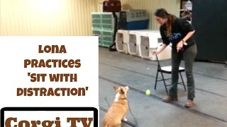 Lona the Corgi practices 'sit with distraction'