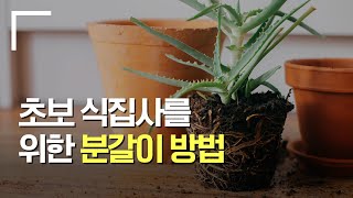 초보 식집사를 위한 분갈이 방법ㅣ농담