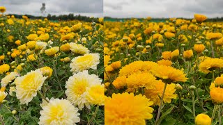 Sent yellow flowers farming in kolar | Samanthi flowers