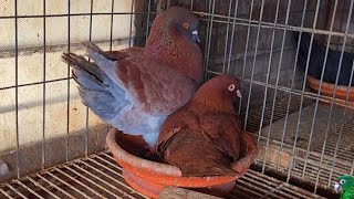 King pigeons | Read king pigeon | pigeons of king | king pigeon breeding