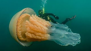 Das Geheimnis der Unsterblichkeit - Tiere , Die Ewig Leben Können!