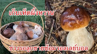 เก็บเห็ดผึ้งหวาน🍄 เก็บเห็ดช่วงรอลูกชายซ้อมวอลเลย์บอล นอร์เวย์🇳🇴