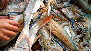 নদীতে গড়াজালে প্রচুর বড় মাছ ধরা পড়ল | A lot of fish were caught in the river