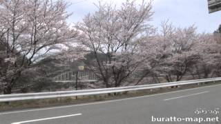 天龍村　信濃恋し　～桜情報2012～