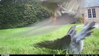 Sparrowhawk and Wood Pigeon