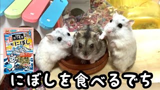 【ジャンガリアン】ハムスターににぼしを与えてみた