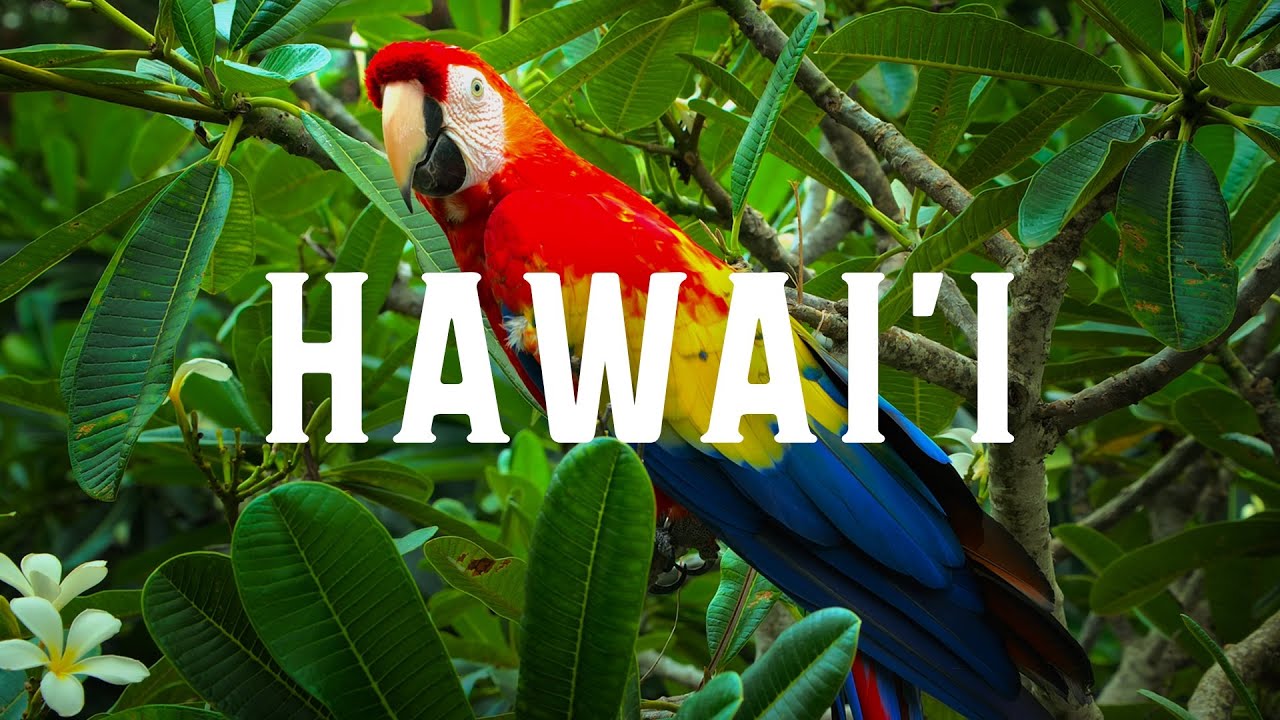 Hawaii In 8k Hdr 60fps Youtube