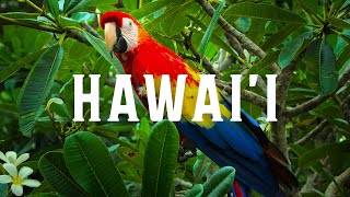 Hawaii in 8K | HDR 60FPS