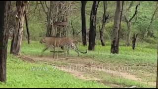 Young leopard follows its mother in Jhalana forest, Rajasthan