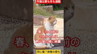 【外猫の体格の変化】外ぐらしの過酷がわかります