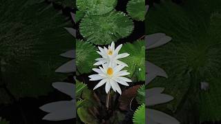 Kamal #lotusfarmer #lotusflowerlife #amazing #viralshort #viralvideo #nature #amazingfacts #shorts