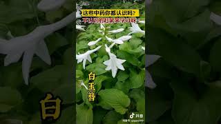 @贵州共青团把这首百草歌分享给您身边的 小朋友吧!让他们也来认识一 下这些常见中草药。#中草药#支持中医发扬光大