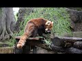 笹を食べるレッサーパンダ賢健／野毛山動物園