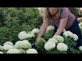 How to Deadhead Invincibelle Hydrangeas