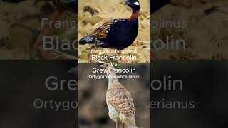 Sun Bear vs Chimpanzee, Black Francolin vs Grey Francolin #shorts