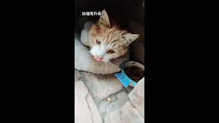 发现一只小猫咪，把它救出来了，给它一个温暖的家~