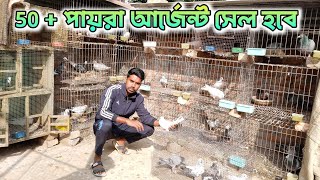 50 + অন্ধ্র মাদ্রাজি পায়রা  আর্জেন্ট সেল হবে । Madrasi pigeon sell । নদীয়া । 90936 18393