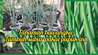 cara memberi pupuk untuk tanaman bawang