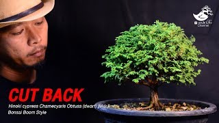 Cut Back Hinoki cypress Chamecyaris Obtusa dwarf Boom Style