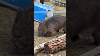 シェル太を押したもののすぐ餌バットに乗り上げてしまい出て来たフクちゃん😅(wombat Fuku/Satsukiyama Zoo)